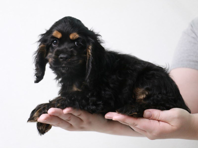 Cocker Spaniel-Female-Black / Tan-3697084-My Next Puppy
