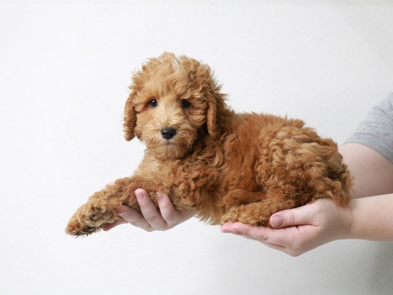 2nd Generation Mini Goldendoodle-DOG-Male-Red-3709394-My Next Puppy