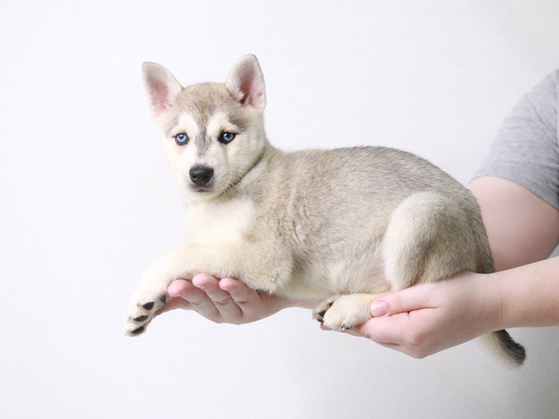 Alaskan Klee Kai-Female-Agouti / White-3709391-My Next Puppy