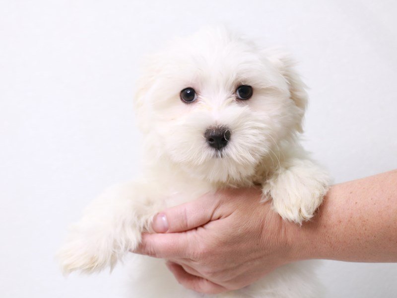 Maltese-Male-White-3709395-My Next Puppy
