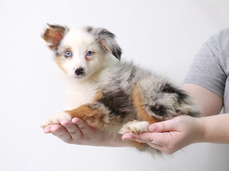 Miniature Australian Shepherd-Male-Blue Merle White / Tan-3709383-My Next Puppy