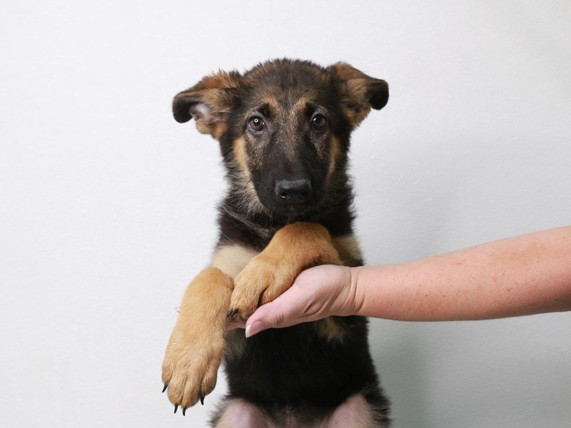 German Shepherd-DOG-Male-Black / Tan-3709384-My Next Puppy