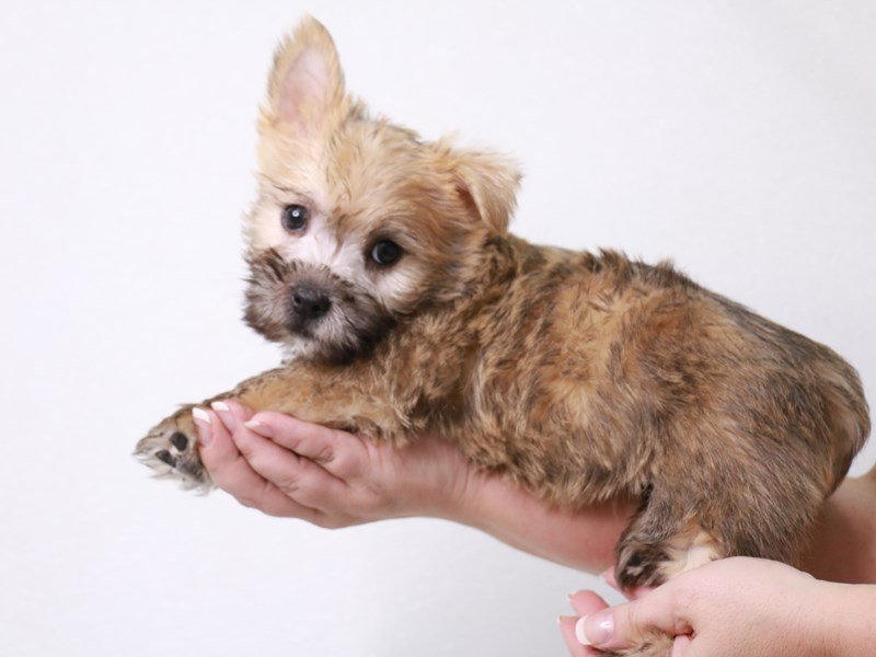 Cairn Terrier-DOG-Male-Wheaten-3709375-My Next Puppy