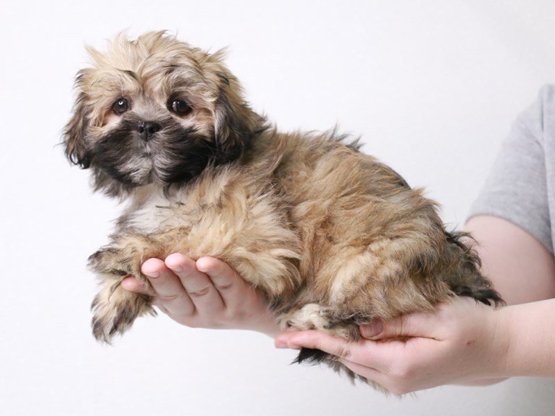 Lhasa Apso-DOG-Female-Golden-3717298-My Next Puppy