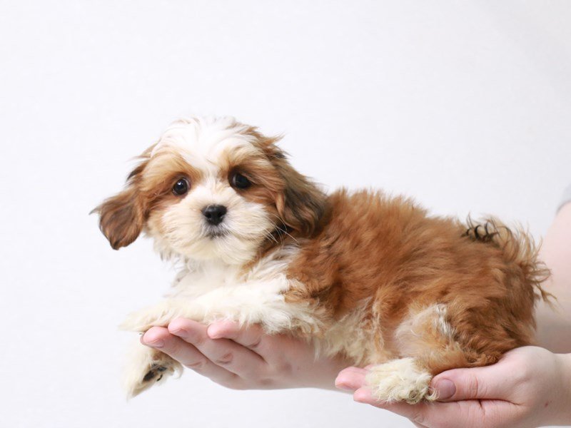 Lhasa Apso-Male-Red Golden-3717301-My Next Puppy