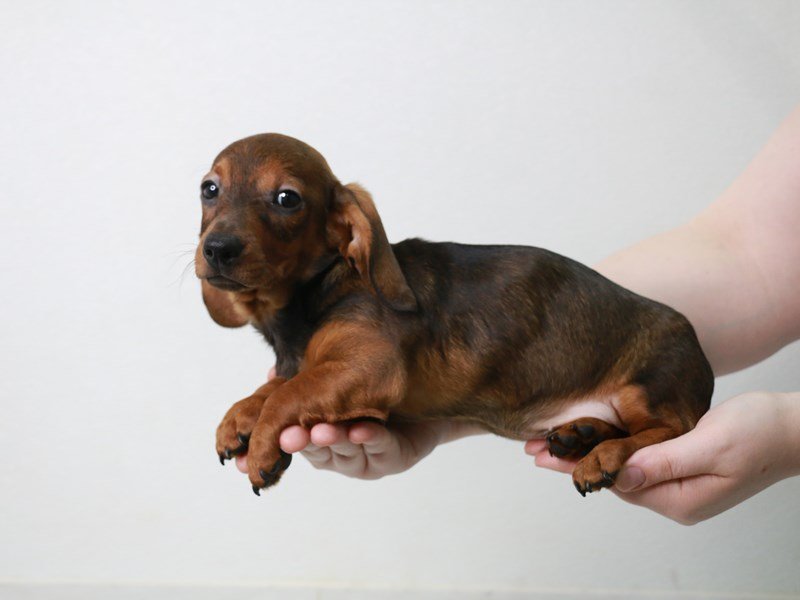 Miniature Dachshund-Male-Wild Boar-3717297-My Next Puppy