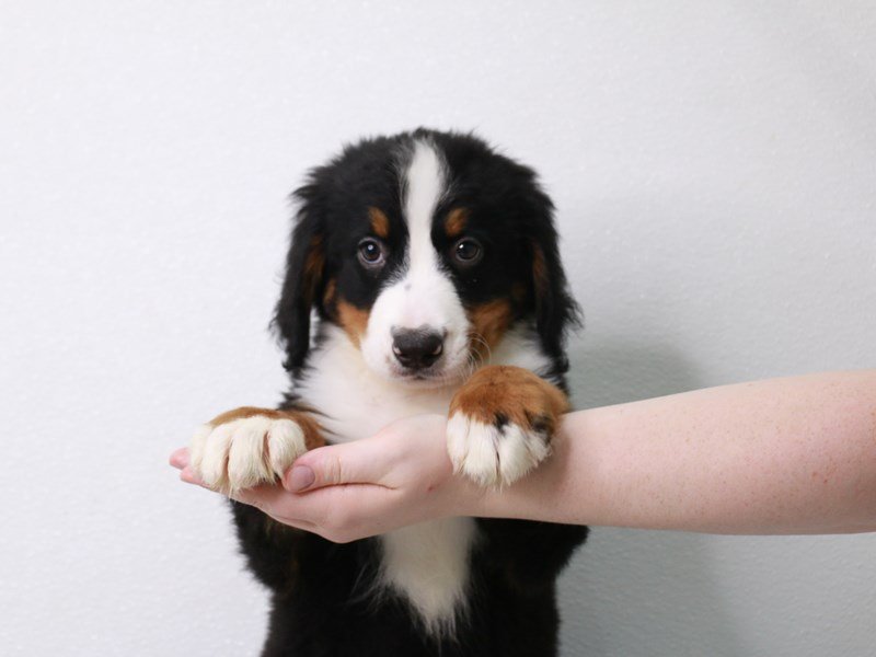 Bernese Mountain Dog-DOG-Female-Black / Rust-3717282-My Next Puppy
