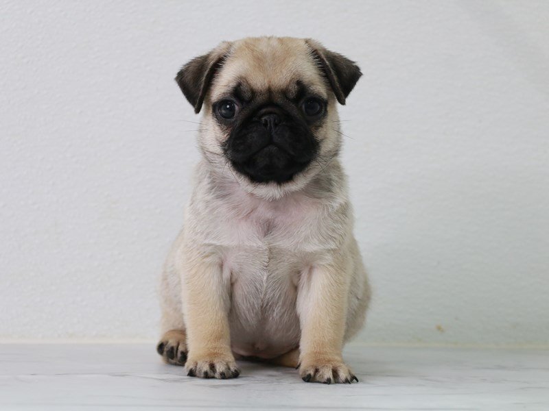 Pug-Female-Fawn-3723703-My Next Puppy