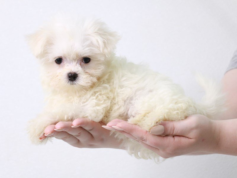 Maltese-Female-White-3723705-My Next Puppy