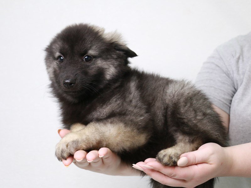 Keeshond-DOG-Female-Silver / Black-3723708-My Next Puppy