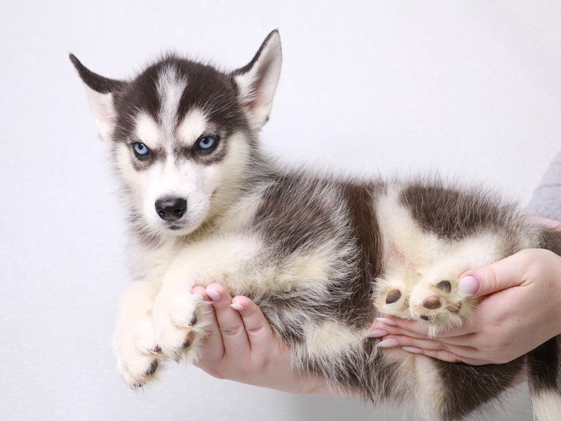 Siberian Husky-Male-Black-3733381-My Next Puppy