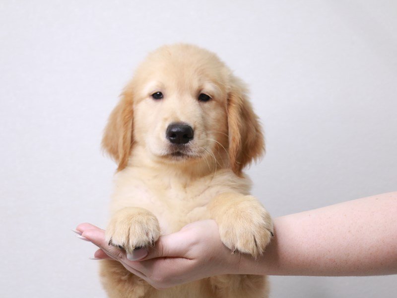 Golden Retriever-Male-Golden-3733386-My Next Puppy