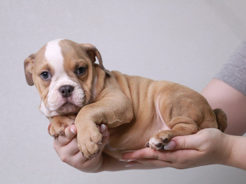 Bulldog-DOG-Female-Fawn-3733388-My Next Puppy