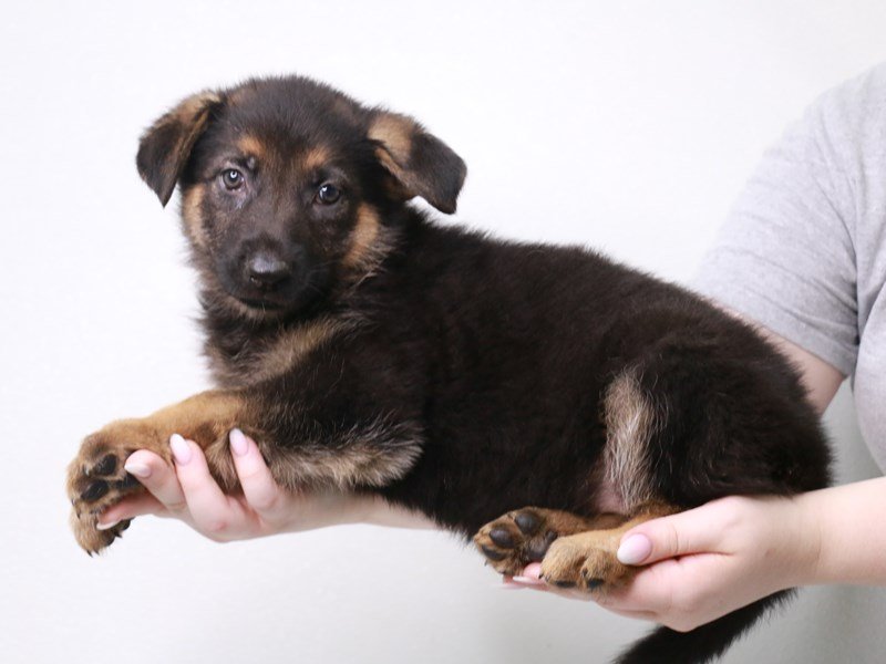 German Shepherd-DOG-Female-Black / Tan-3733379-My Next Puppy