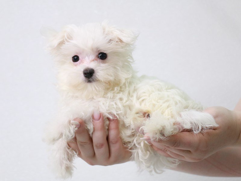 Maltese-Female-White-3740989-My Next Puppy