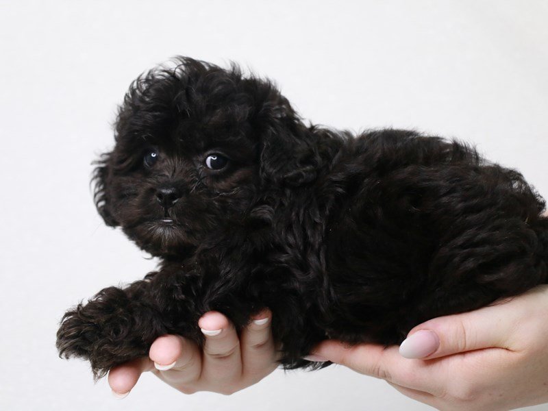 Teddy Bear-Male-Black-3740980-My Next Puppy