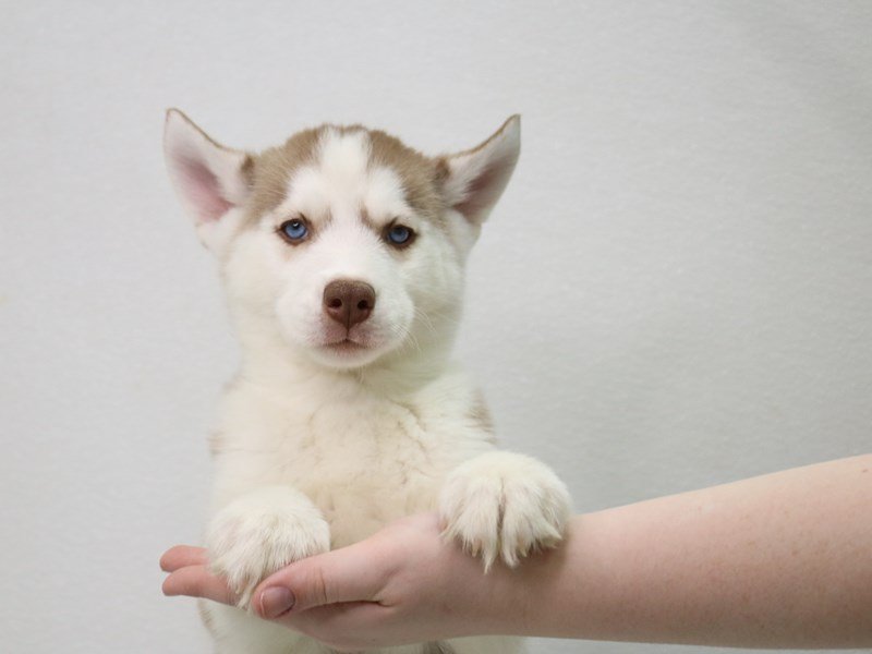 Siberian Husky-Female-Red / White-3548371-My Next Puppy
