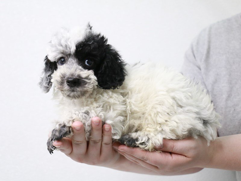 Miniature Poodle-Male-Black / White-3621805-My Next Puppy