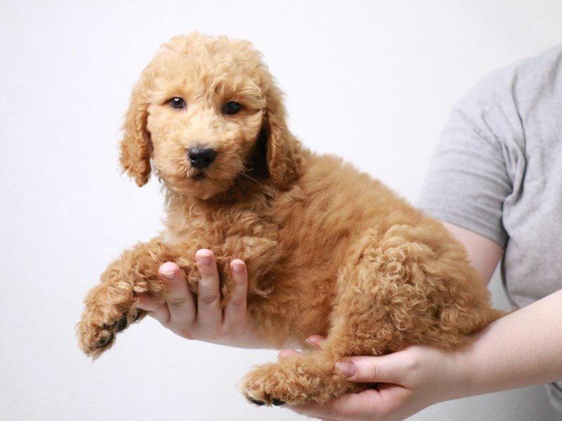 2nd Generation Mini Labradoodle-Female-Red-3631175-My Next Puppy