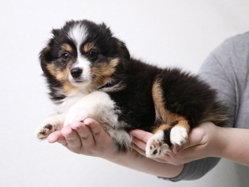 Miniature Australian Shepherd-DOG-Female-Black-3660551-My Next Puppy