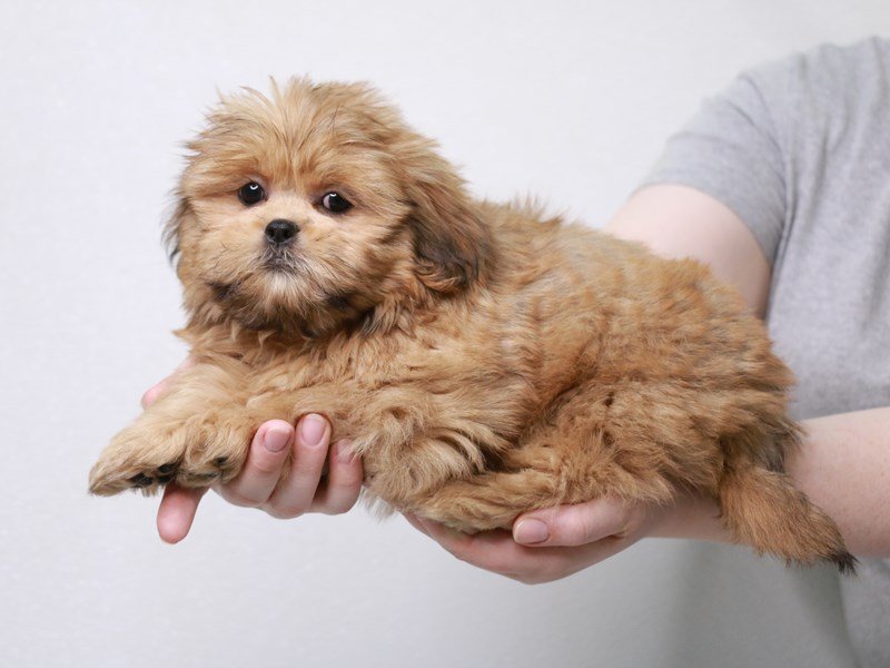 Shih Tzu-DOG-Male-Gold-3669071-My Next Puppy