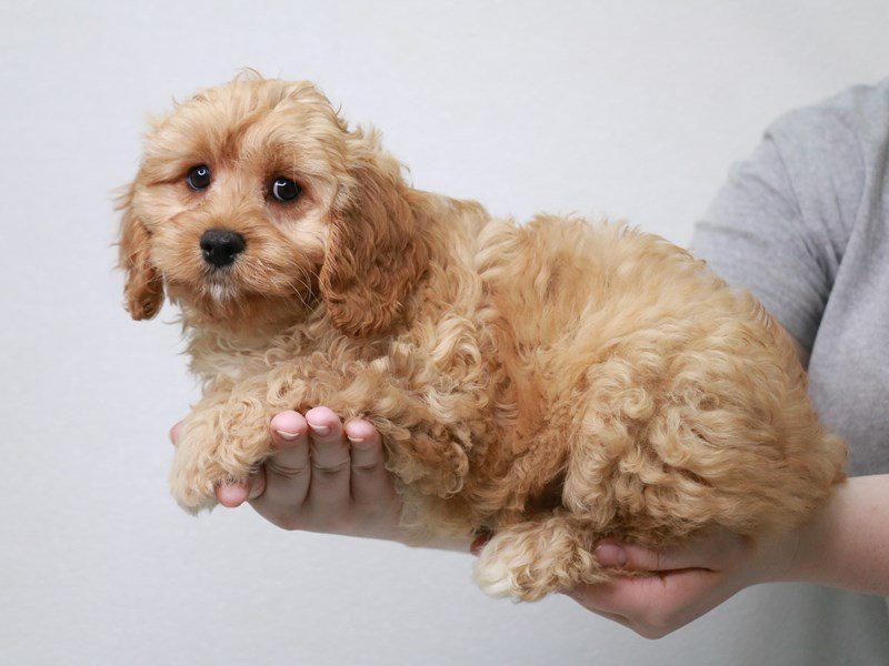 Cavapoo-DOG-Female-Apricot-3669054-My Next Puppy