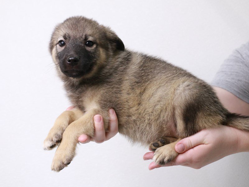 Norwegian Elkhound-Female-Gray / Black-3709417-My Next Puppy