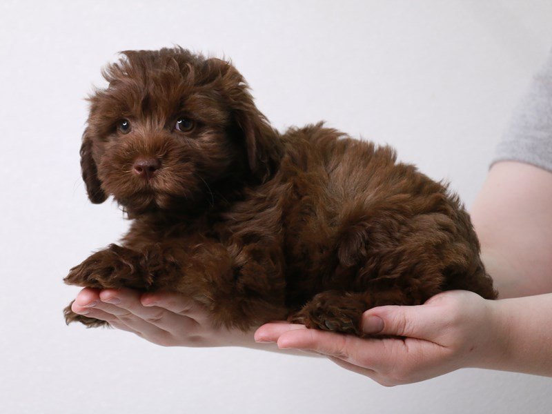 Schnoodle-Male-Chocolate Sable-3717293-My Next Puppy