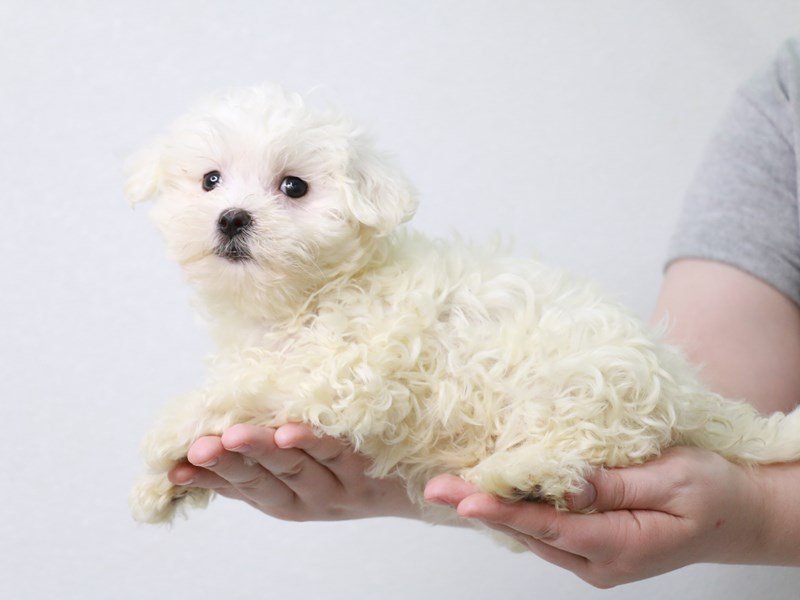 Maltese-Female-White-3717286-My Next Puppy