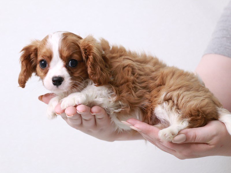 Cavalier King Charles Spaniel-DOG-Male-Blenheim / White-3723701-My Next Puppy