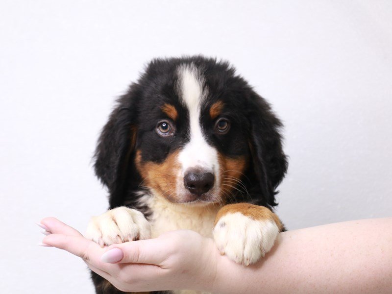 Bernese Mountain Dog-Male-Black Tan / White-3733596-My Next Puppy