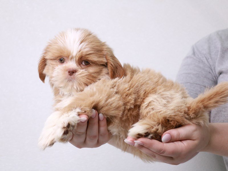 Shih Tzu-Female-Cream-3733385-My Next Puppy