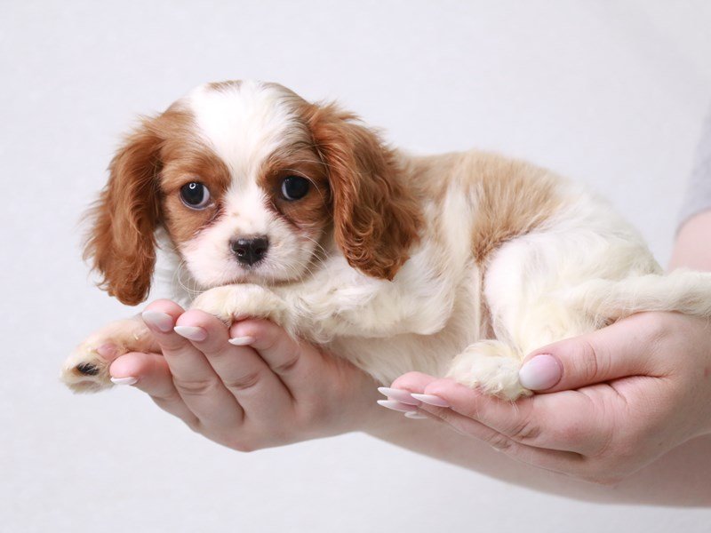Cavalier King Charles Spaniel-DOG-Female-Blenheim / White-3733383-My Next Puppy