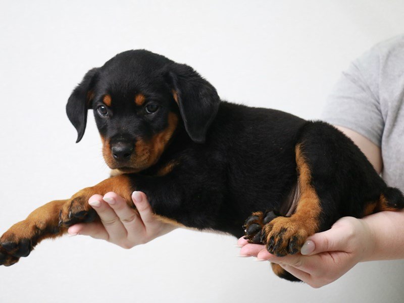 Rottweiler-Male-Black / Mahogany-3740991-My Next Puppy