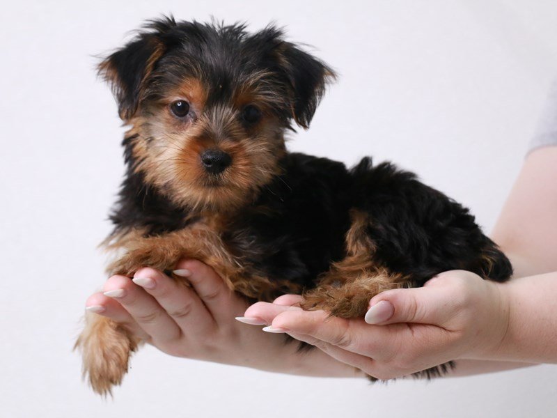 Yorkshire Terrier-Male-Black / Tan-3740986-My Next Puppy