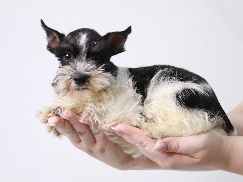 Miniature Schnauzer-DOG-Female-Black-3741059-My Next Puppy