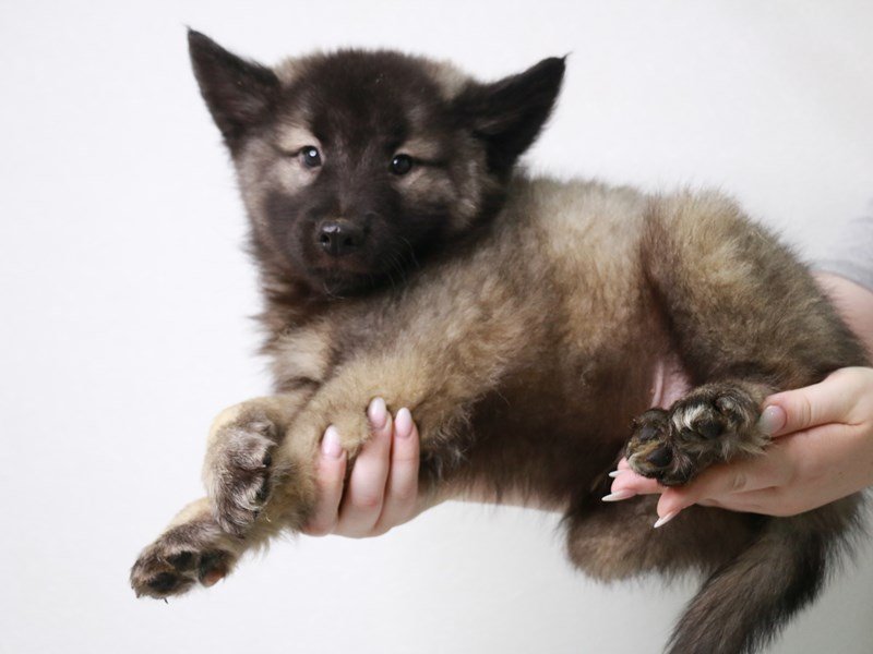 Keeshond-Male-Silver / Black-3740985-My Next Puppy