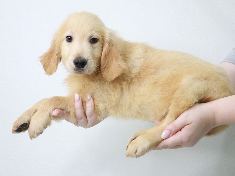 Golden Retriever-Male-Golden-3740990-My Next Puppy