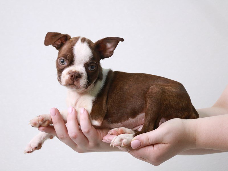 Boston Terrier-DOG-Male-Red Brindle / White-3749741-My Next Puppy