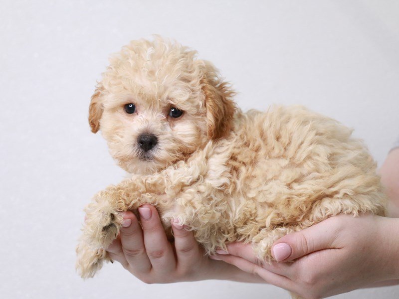 Maltipoo-DOG-Male-Cream-3749735-My Next Puppy