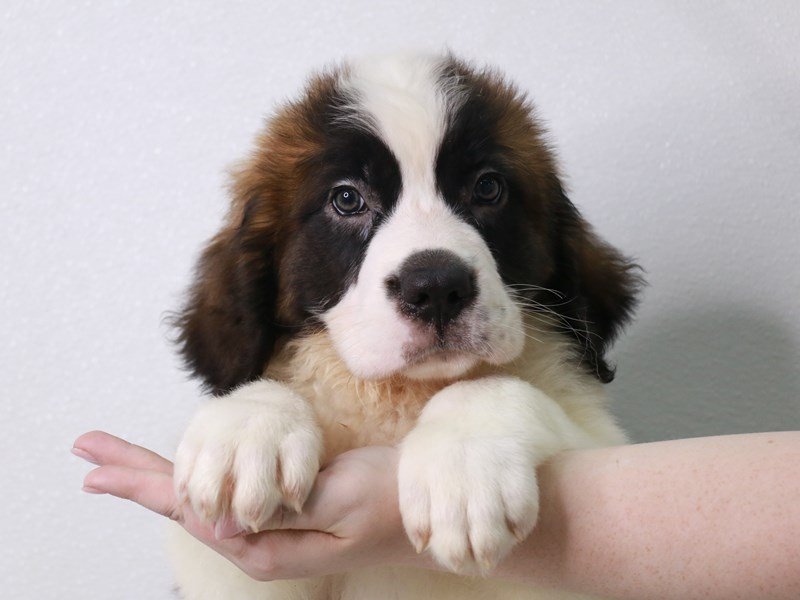 Saint Bernard-Male-Mahogany / White-3749740-My Next Puppy