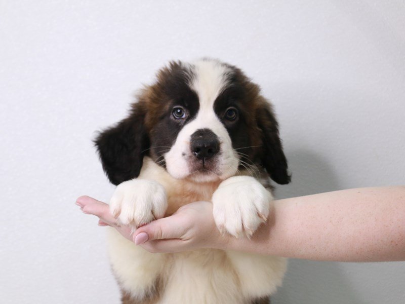 Saint Bernard-DOG-Female-Mahogany / White-3749739-My Next Puppy
