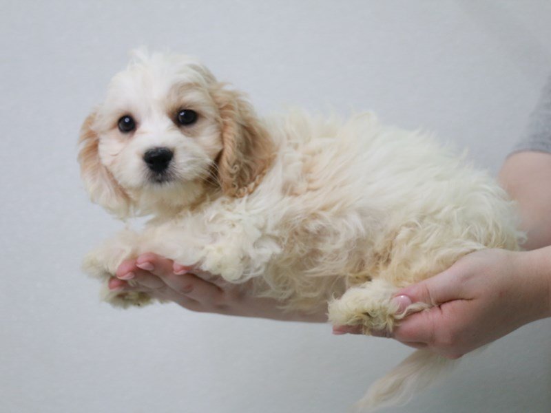 Cavachon-DOG-Male-Blenheim-3749744-My Next Puppy