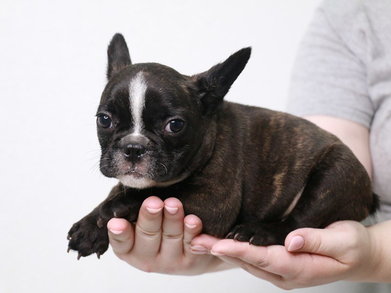 French Bulldog-Male-Brindle-3749730-My Next Puppy