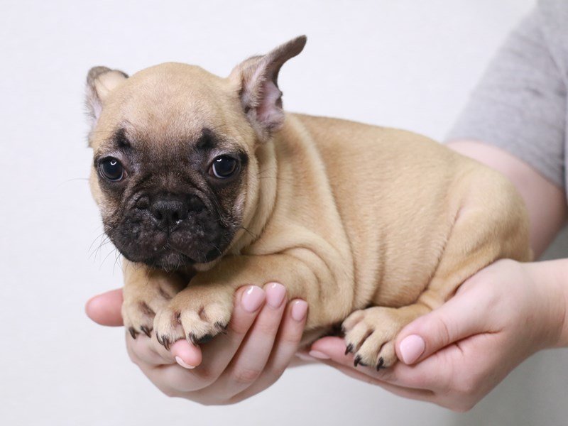French Bulldog-Male-Fawn-3749727-My Next Puppy