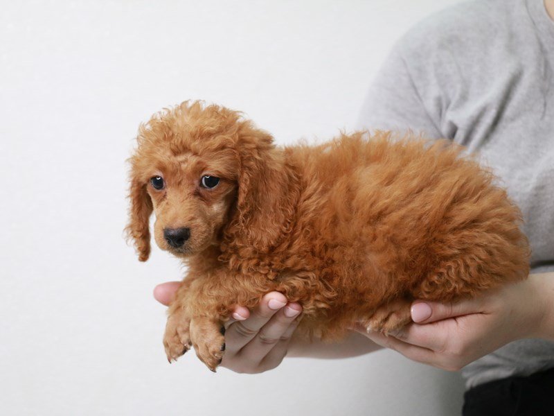 Miniature Poodle-Male-Apricot-3749733-My Next Puppy