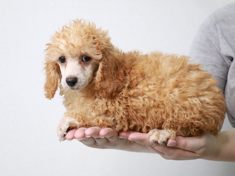 Miniature Poodle – Cecilia