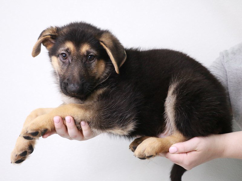 German Shepherd-DOG-Male-Black / Tan-3749746-My Next Puppy
