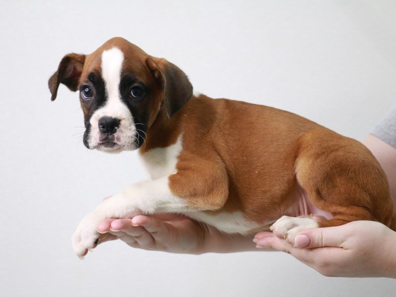 Boxer-Male-Fawn-3757809-My Next Puppy