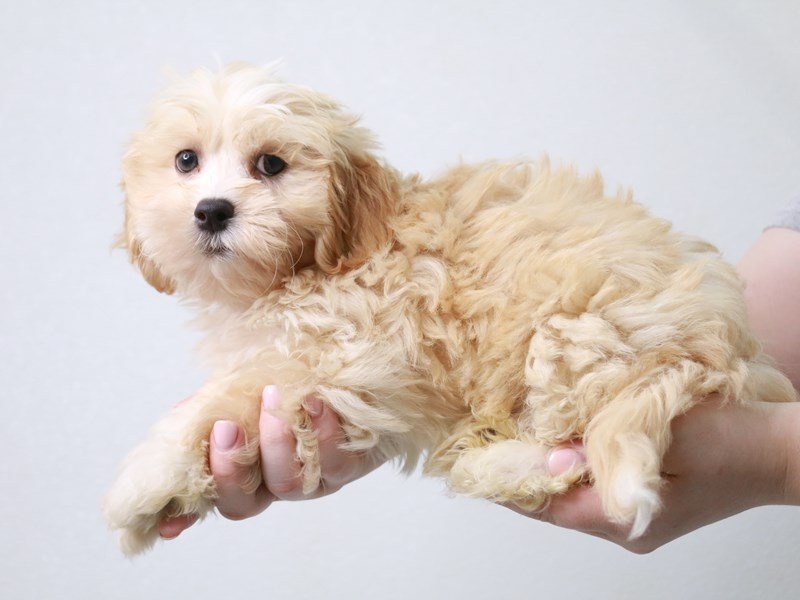 Lhasapoo-DOG-Male-Apricot-3757791-My Next Puppy